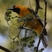 Streak-backed Oriole
